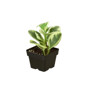 Peperomia 'Marble'