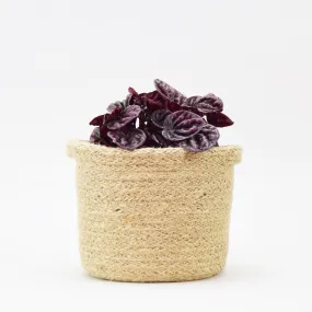 Peperomia 'Schumi Red' | Peperomia caperata 'Schumi Red'