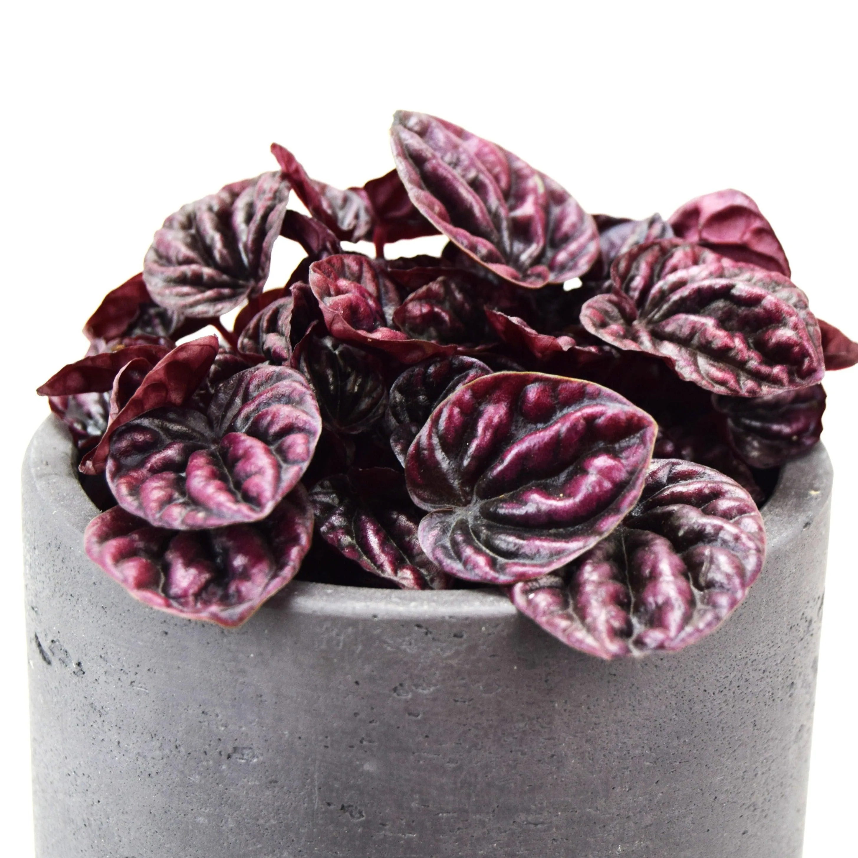 Peperomia 'Schumi Red' | Peperomia caperata 'Schumi Red'