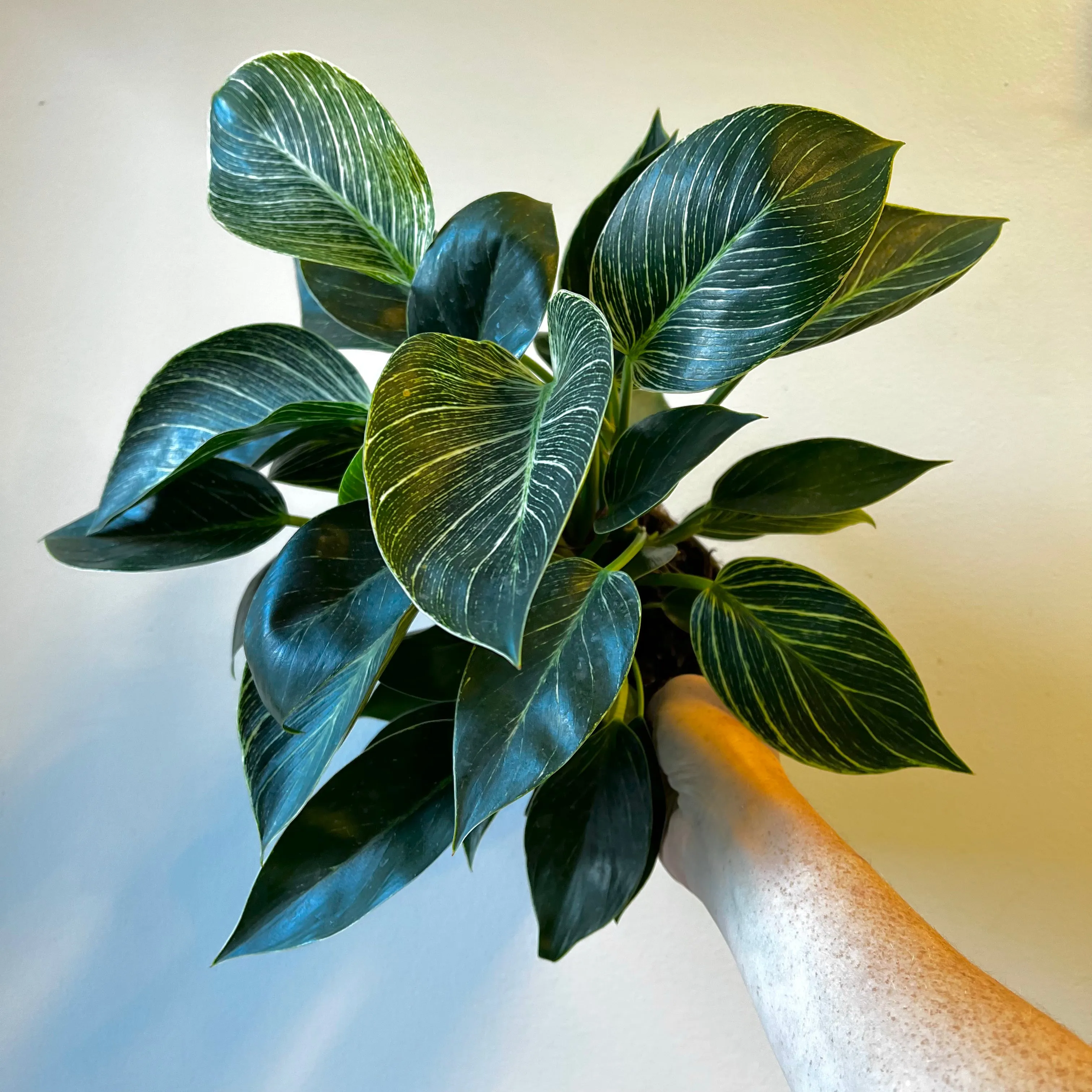 Plant Subscription
