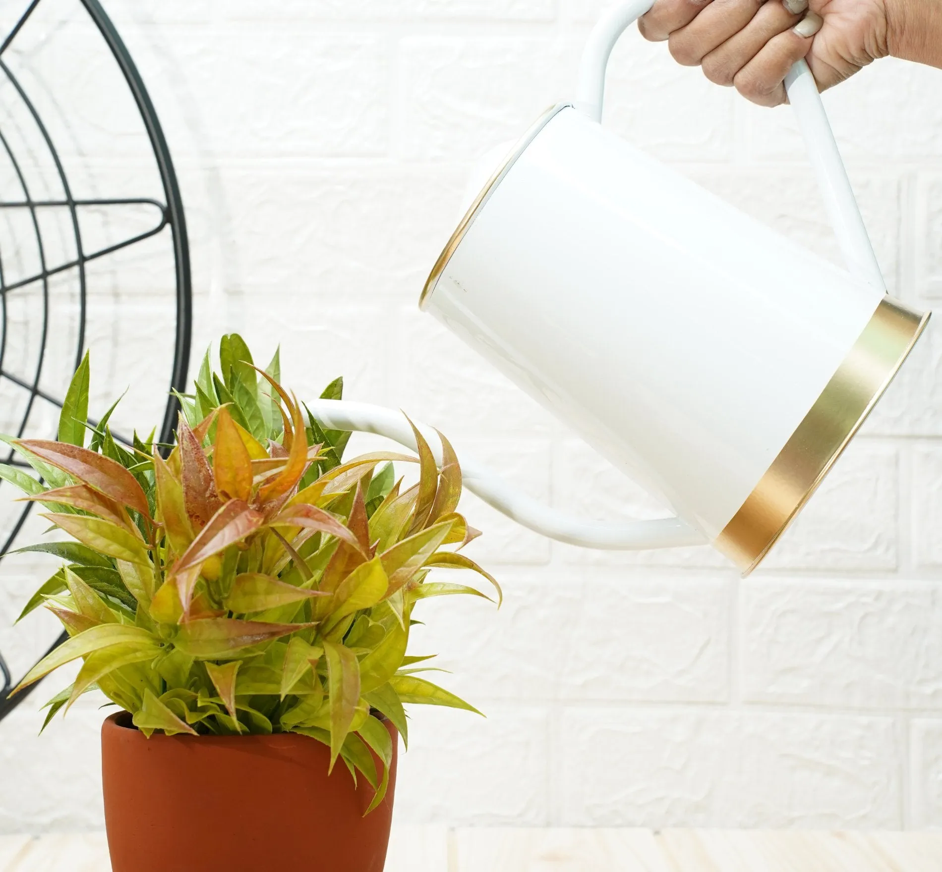 Plant Watering Can | Garden Accessories -White (1.5 Lt)