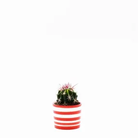 Pot en céramique "Costa nova" - Rouge