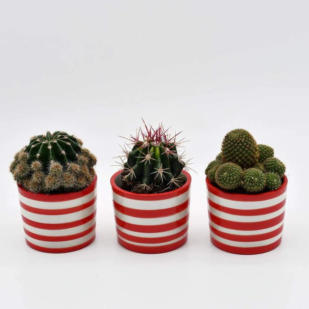 Pot en céramique "Costa nova" - Rouge