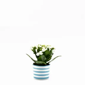 Pot en céramique "Costa nova" - Turquoise