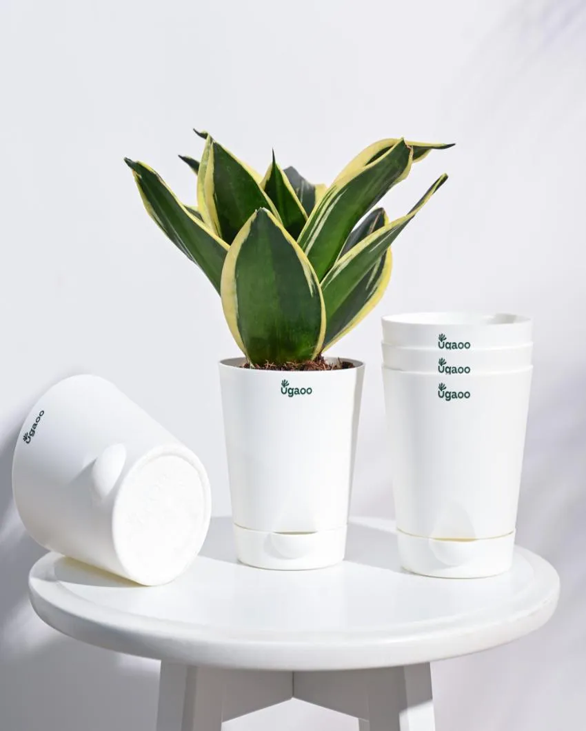 Premium Self-Watering Plastic Pots | Set of 5 | 4 inches