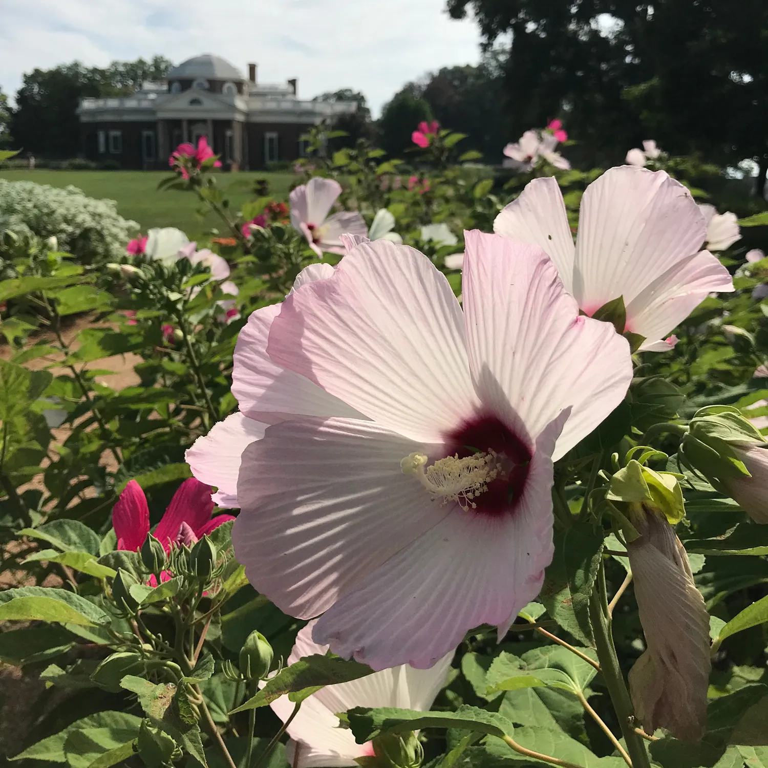 Rose Mallow Seeds (Hibiscus moscheutos)