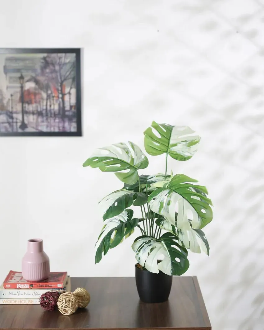Saniro Artificial Pvc Monsters Silk Plant with Black Pot | 1.8 Feet