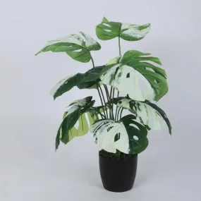 Saniro Artificial Pvc Monsters Silk Plant with Black Pot | 1.8 Feet