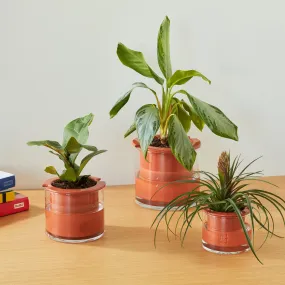Self-Watering Wet Pots - Medium