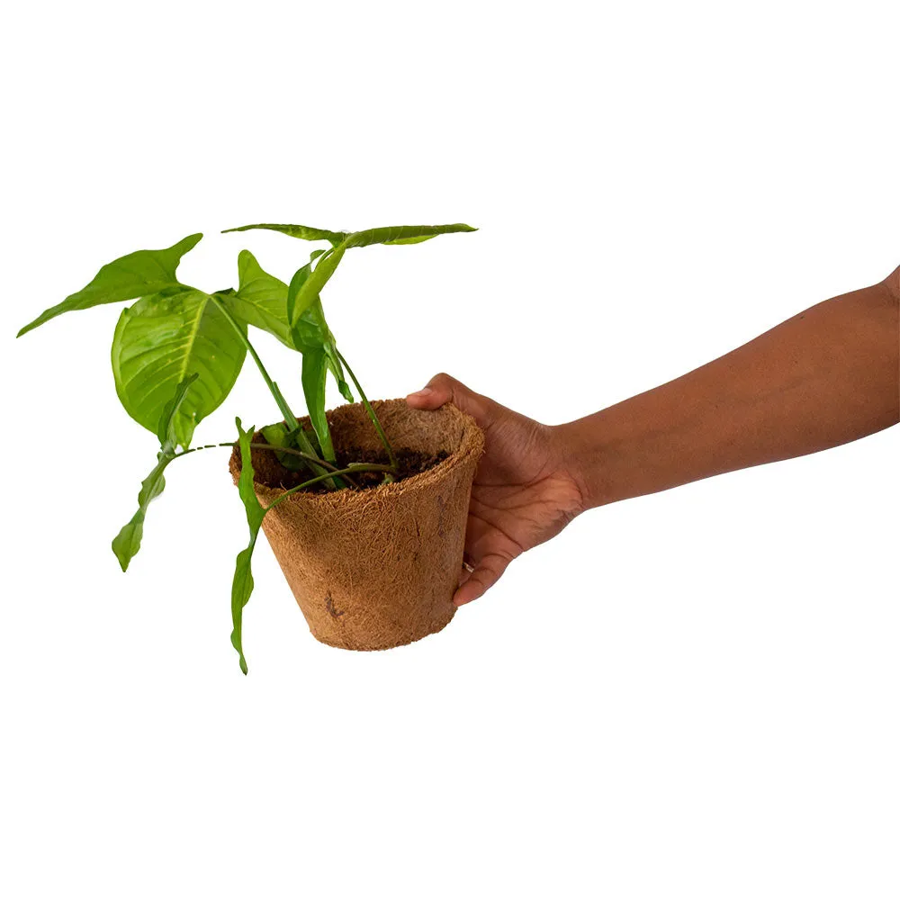 Set of two Coir Pot 6 inch for eco-friendly gardening