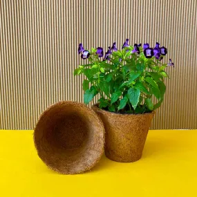 Set of two Coir Pot 6 inch for eco-friendly gardening