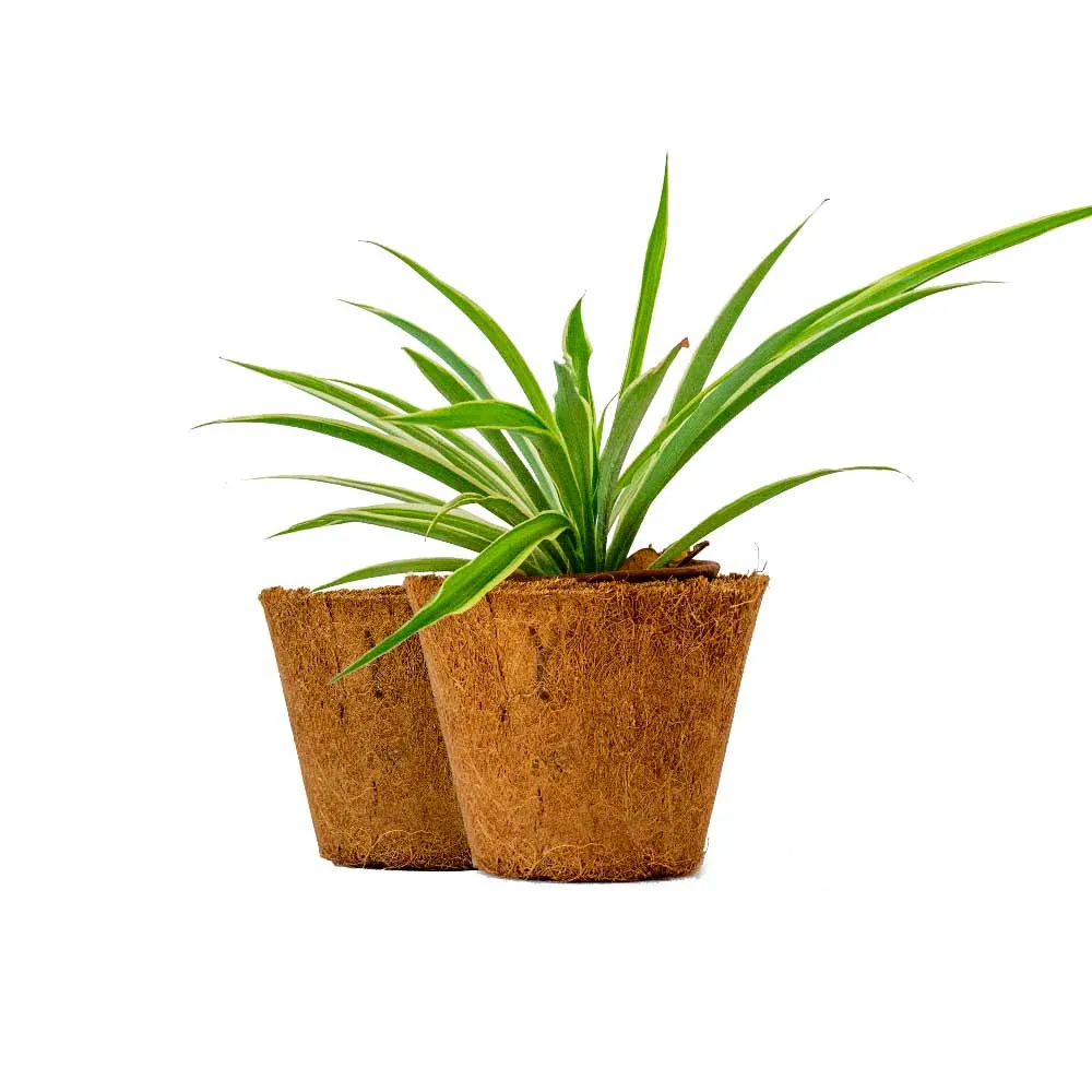 Set of two Coir Pot 6 inch for eco-friendly gardening