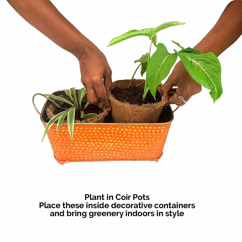 Set of two Coir Pot 6 inch for eco-friendly gardening