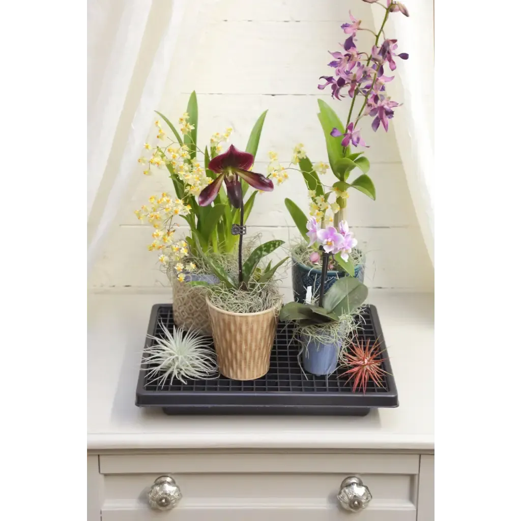 Small Humidi-Grow ™ Tray (HT-101)