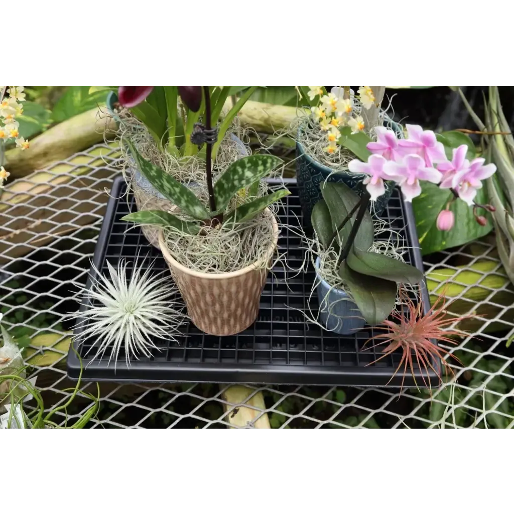 Small Humidi-Grow ™ Tray (HT-101)