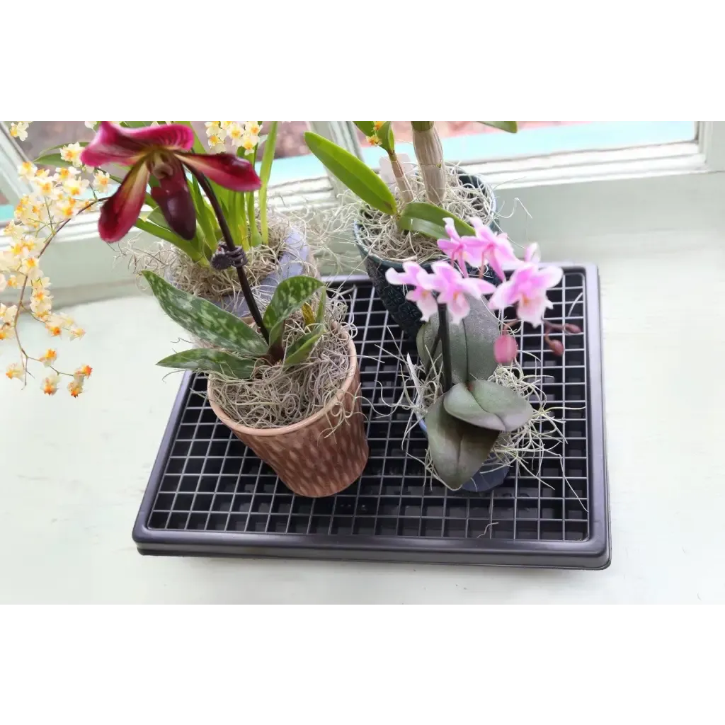 Small Humidi-Grow ™ Tray (HT-101)