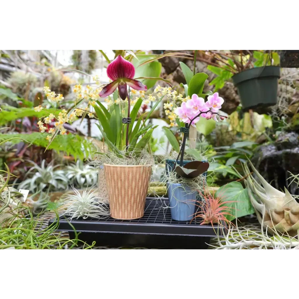 Small Humidi-Grow ™ Tray (HT-101)