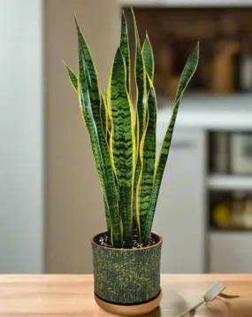 Snake Plant in a Ceramic Pot 50-60cm