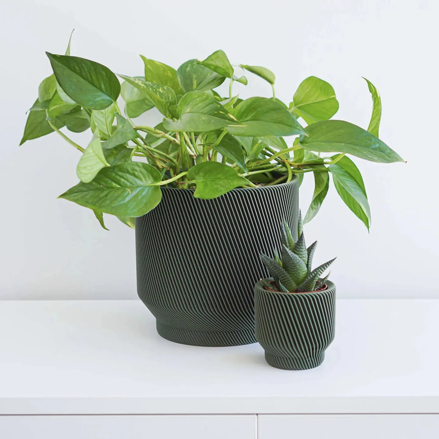 Spruce Planter- 6"