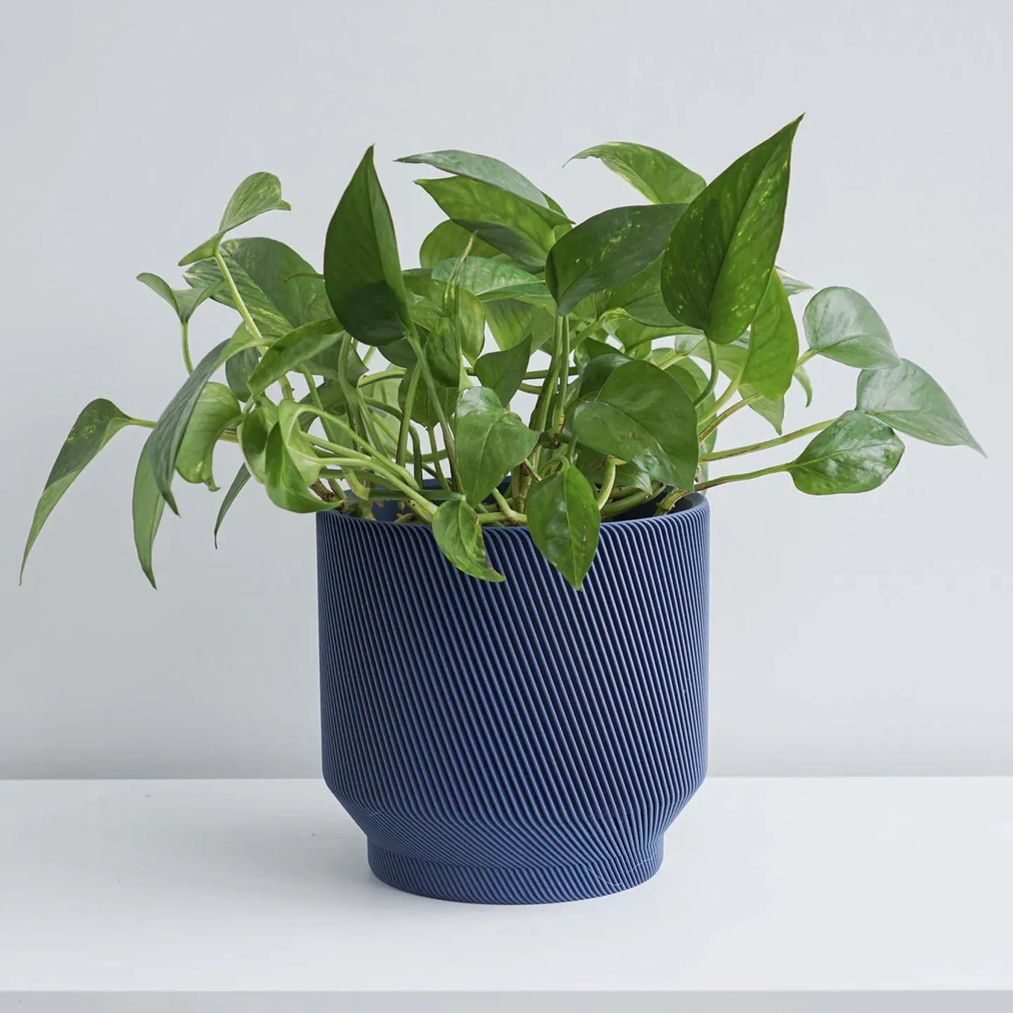 Spruce Planter- 6"