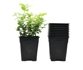 Square Nursery Pot 1 Gallon 5.5 Inch Plastic Planters for Outdoor Indoor Plants