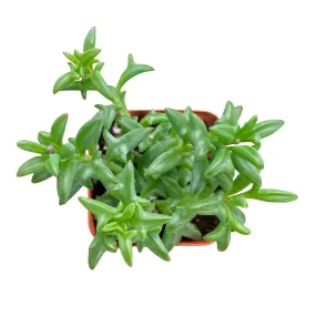 String of Dolphins (Senecio Peregrinus)