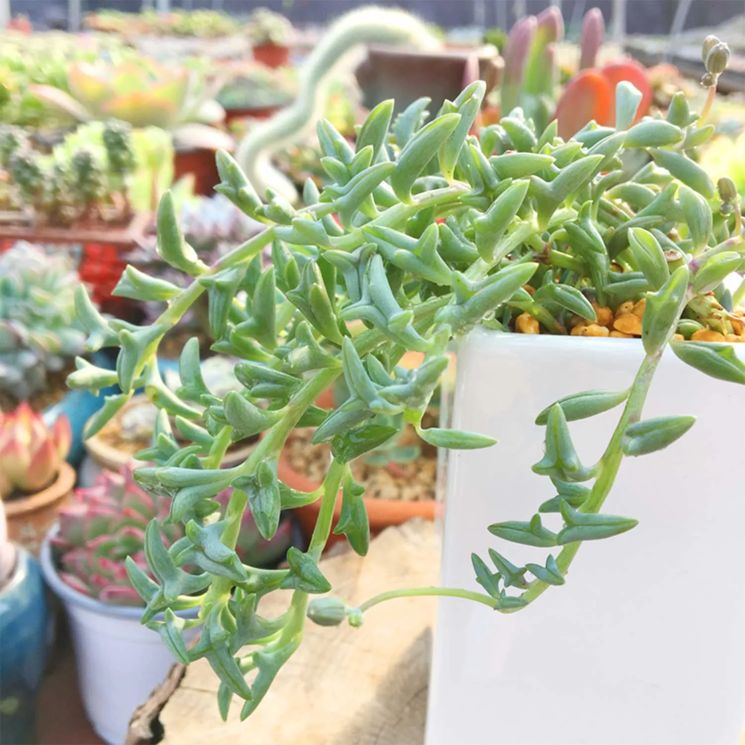 String of Dolphins (Senecio Peregrinus)
