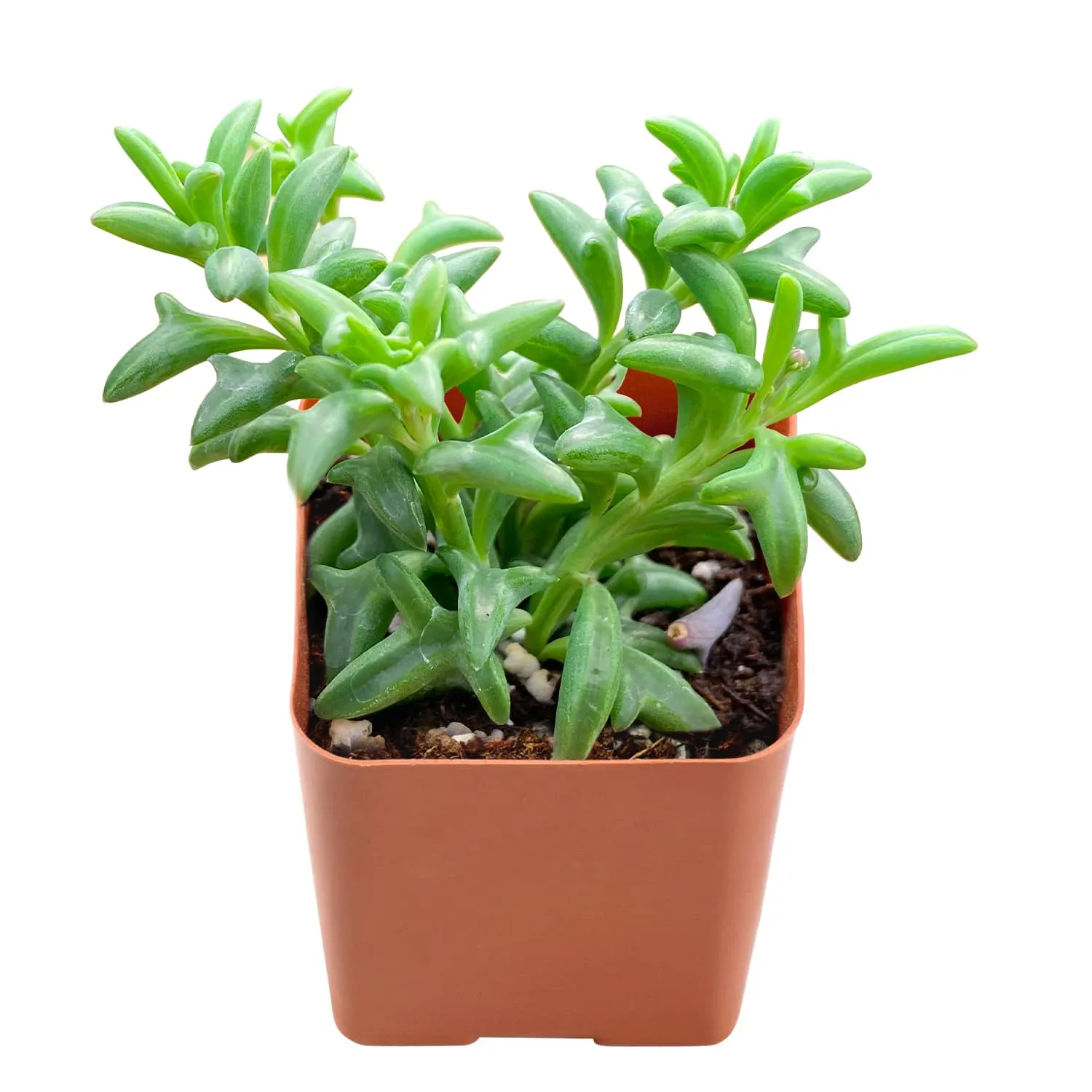 String of Dolphins (Senecio Peregrinus)