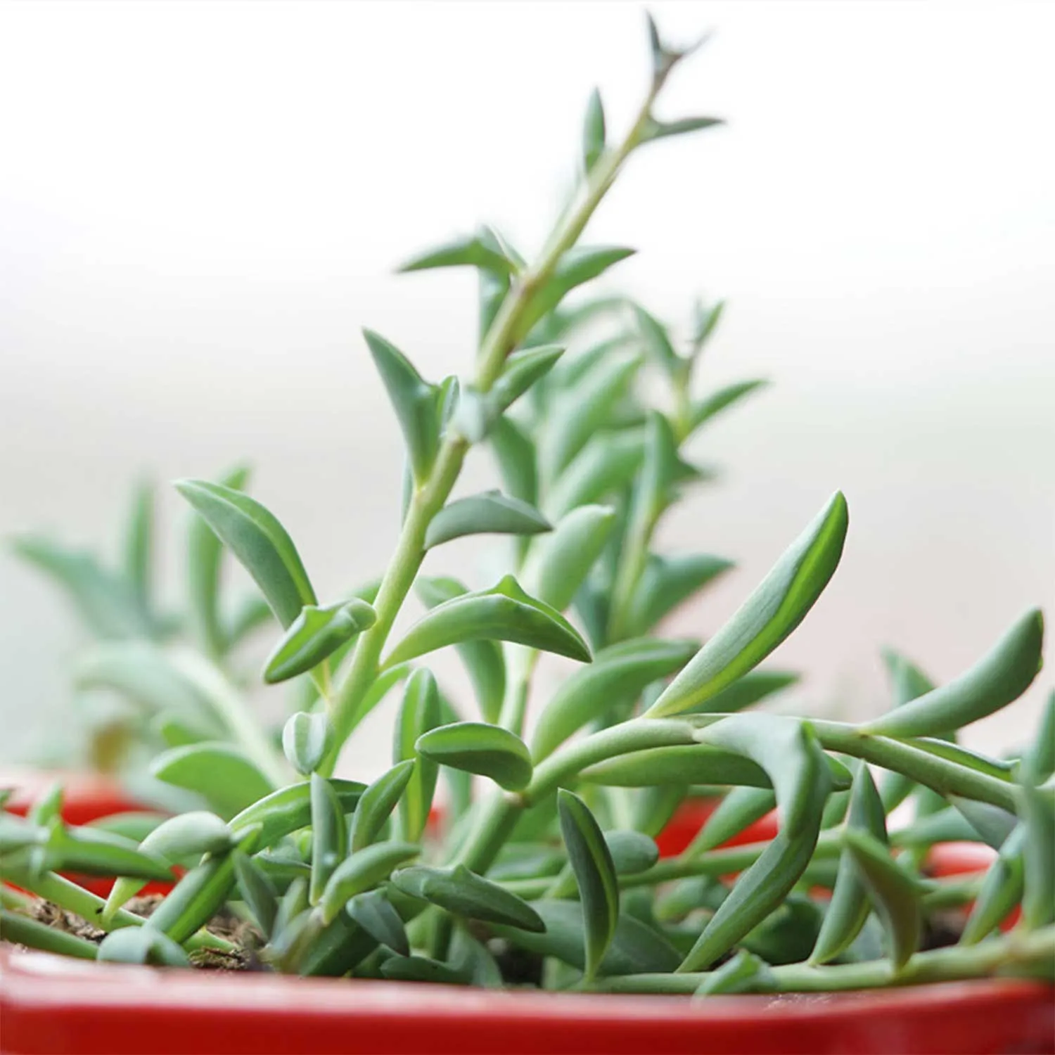 String of Dolphins (Senecio Peregrinus)