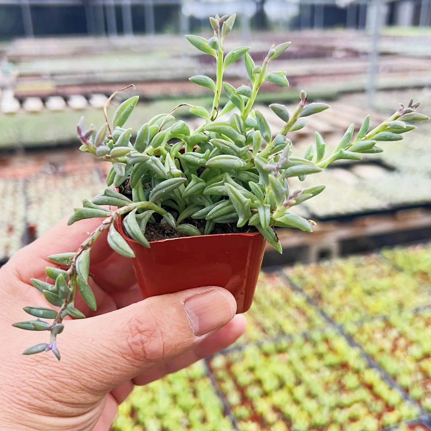 String of Dolphins (Senecio Peregrinus)