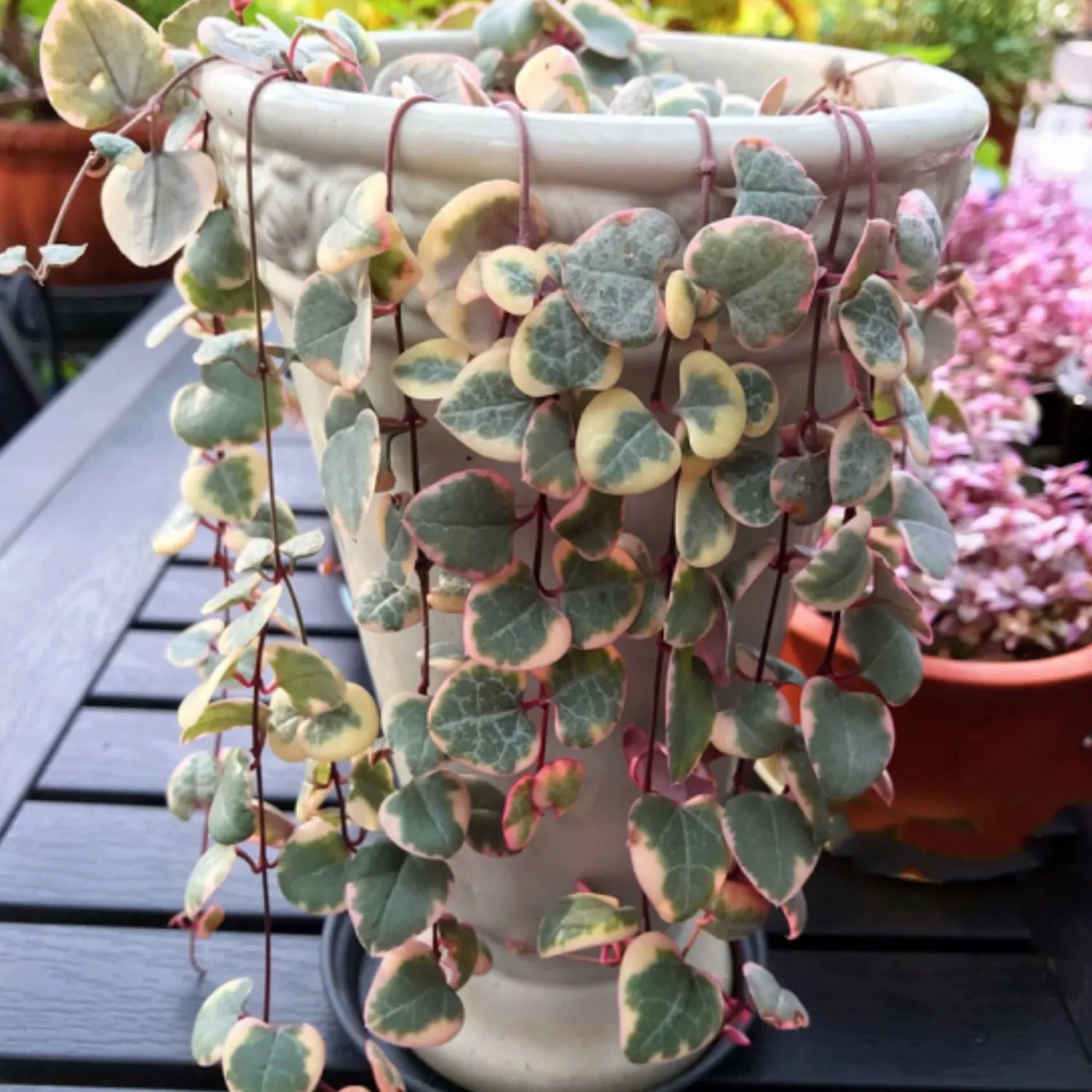 String of Heart Variegata/ Ceropegia Woodii f. Variegata