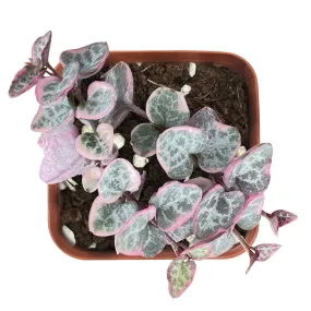 String of Heart Variegata/ Ceropegia Woodii f. Variegata
