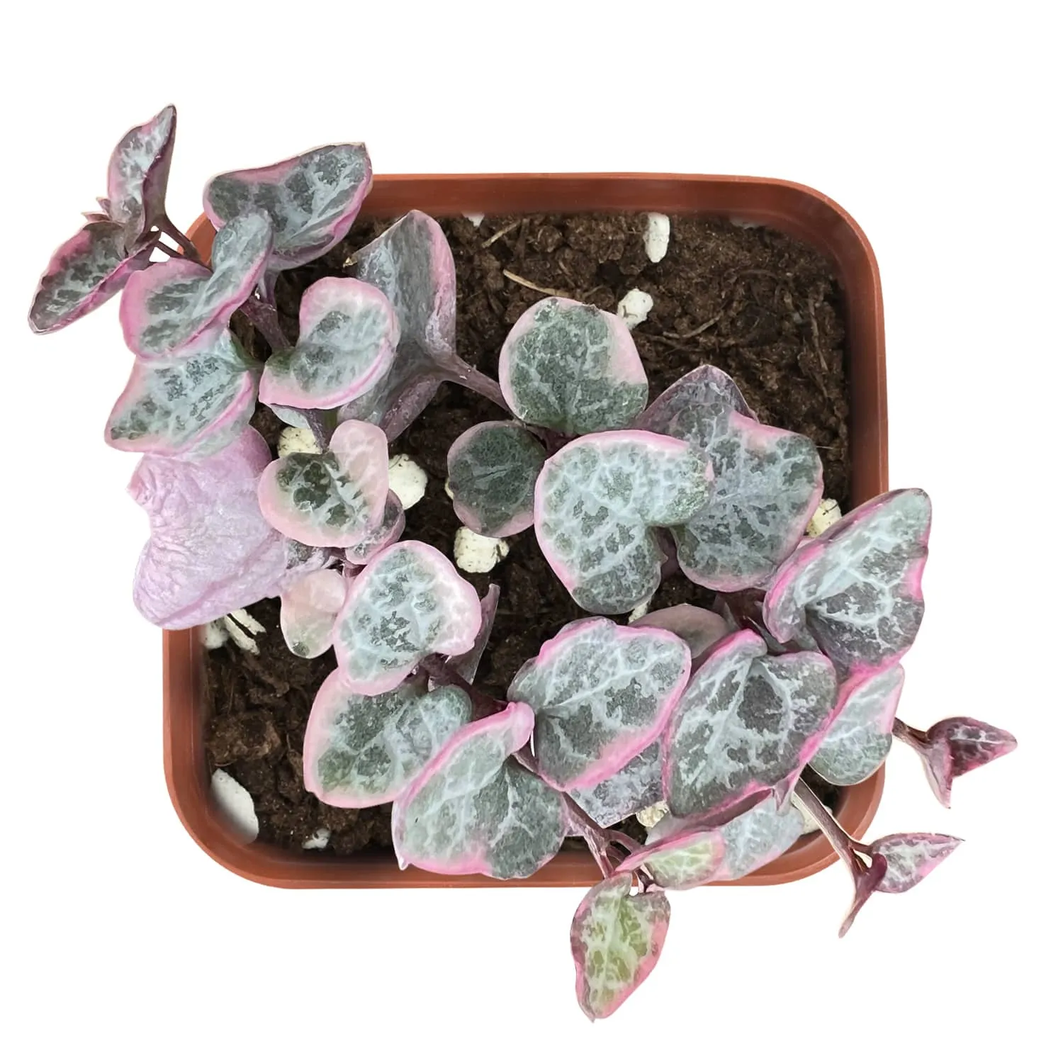 String of Heart Variegata/ Ceropegia Woodii f. Variegata