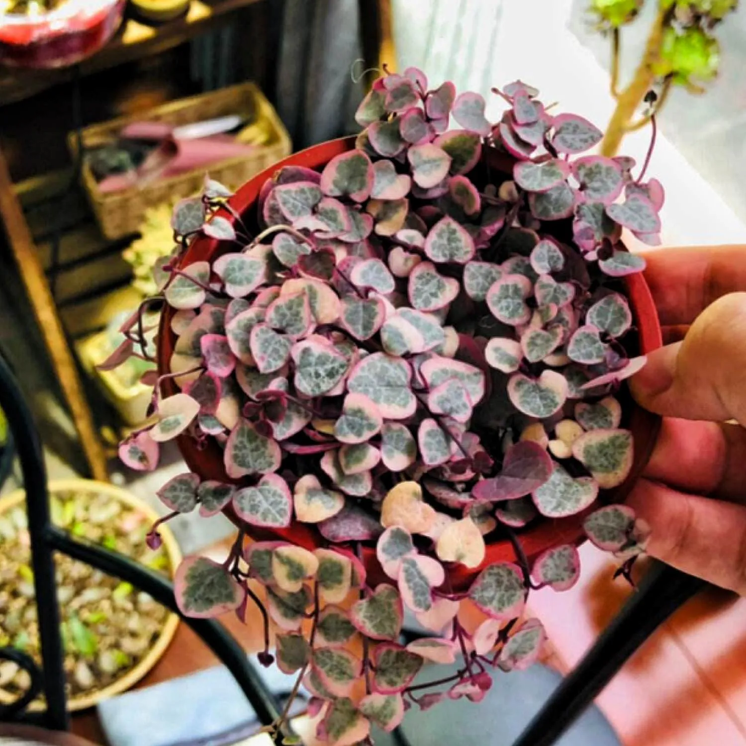 String of Heart Variegata/ Ceropegia Woodii f. Variegata