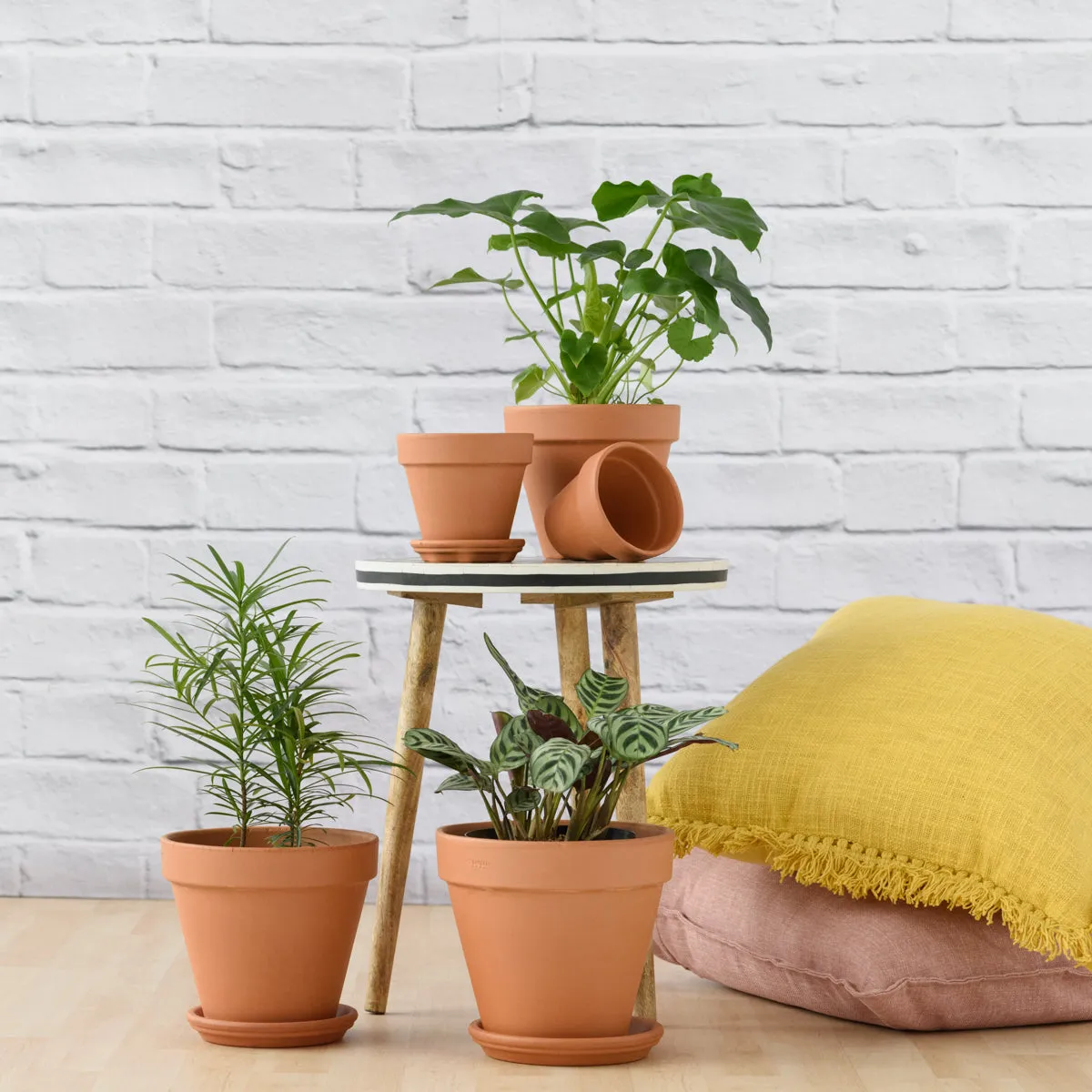 Terracotta Pot & Saucer - Standard