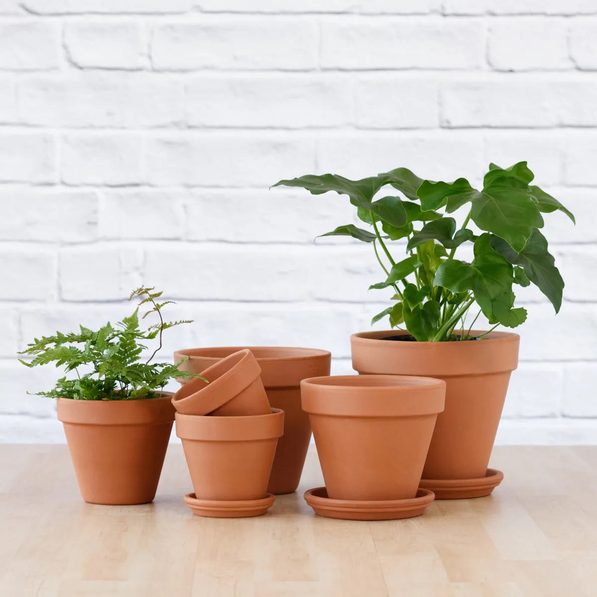 Terracotta Pot & Saucer - Standard