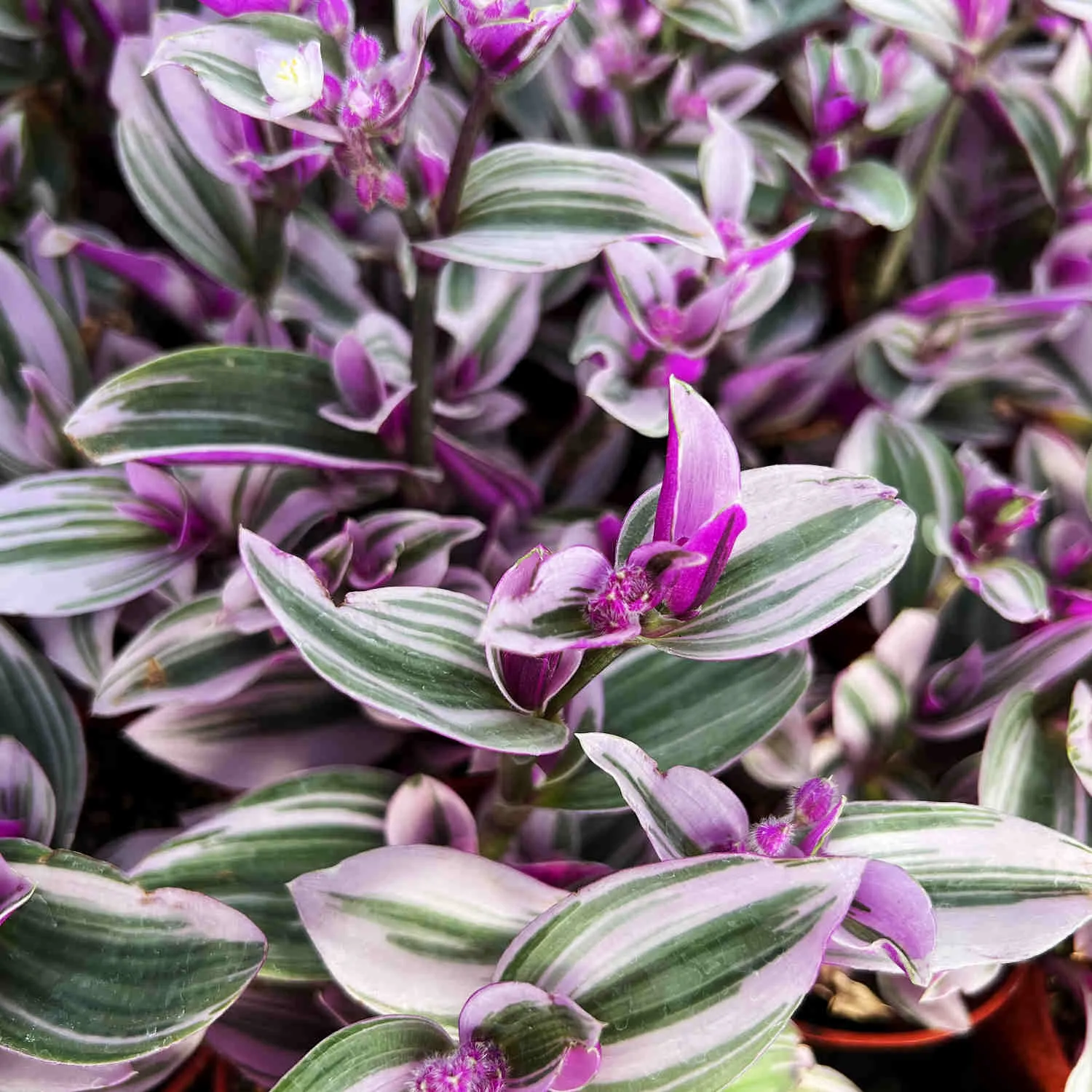 Tradescantia Nanouk / Fantasy Venice (4 inch)