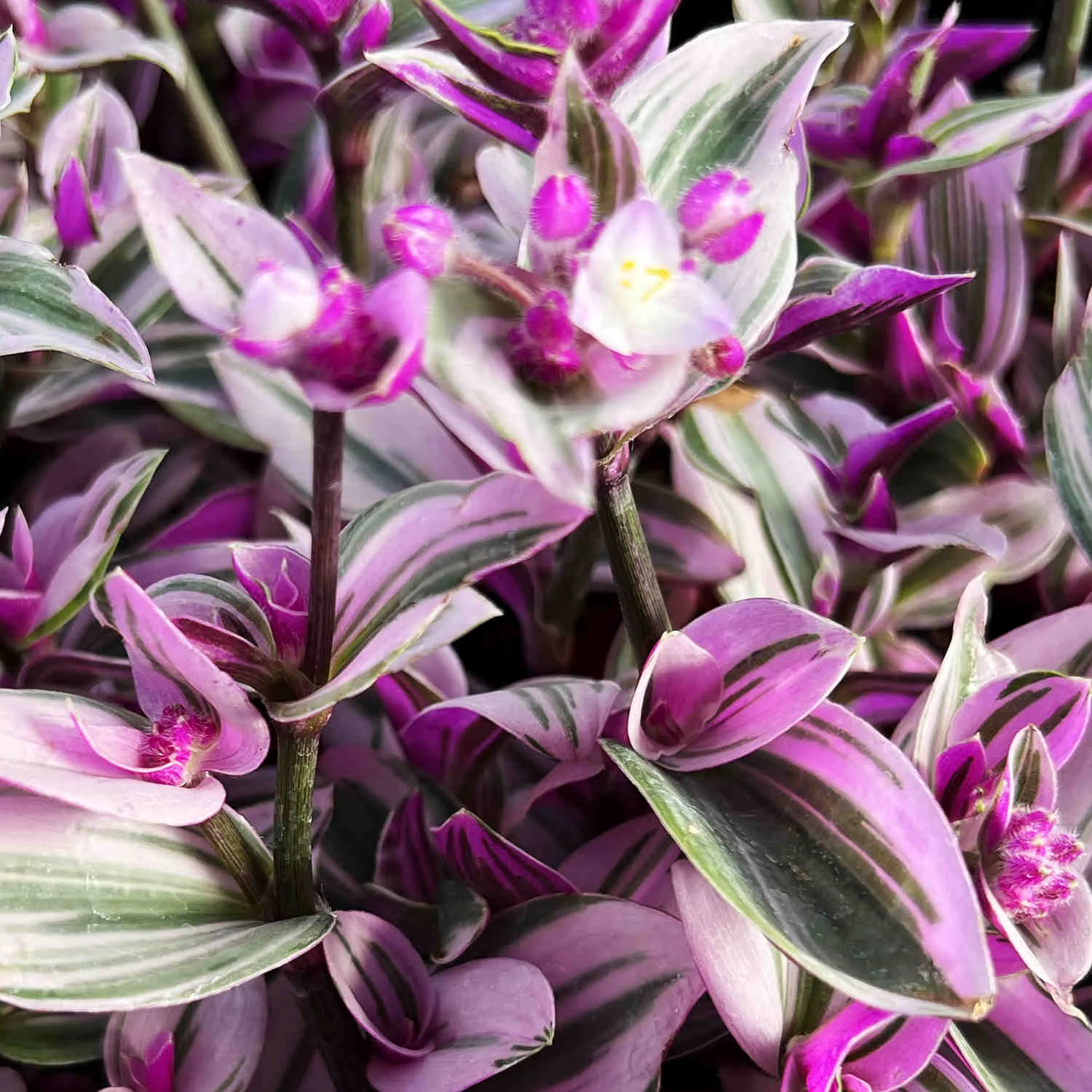 Tradescantia Nanouk / Fantasy Venice (4 inch)