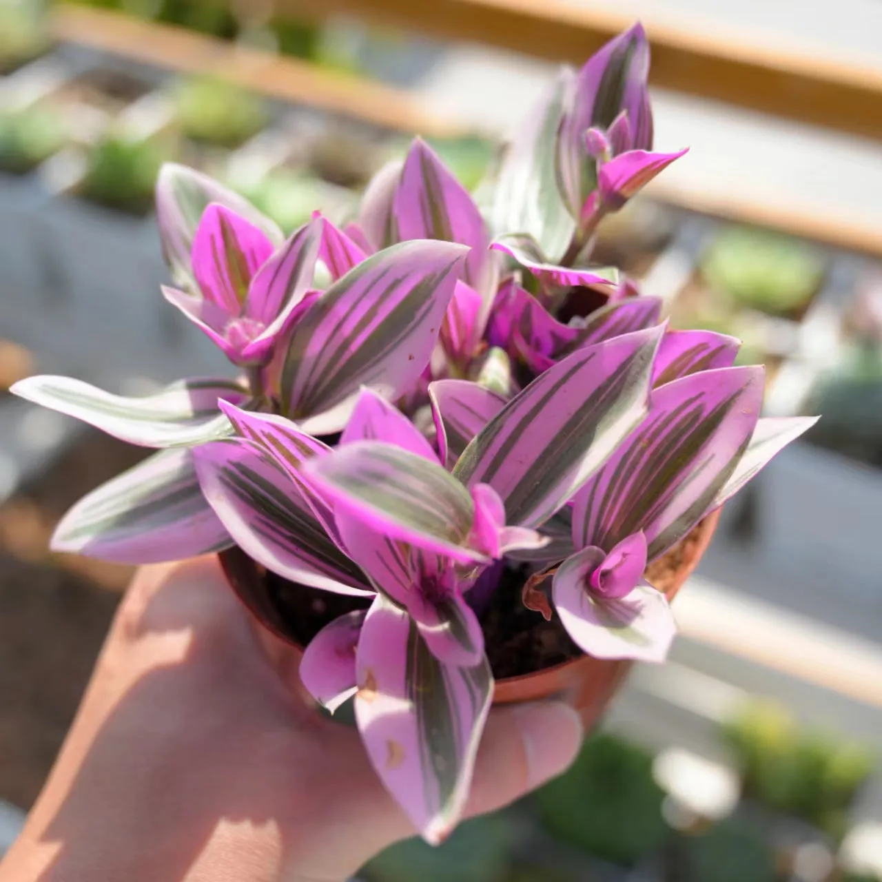 Tradescantia Nanouk / Fantasy Venice (4 inch)