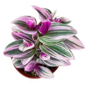 Tradescantia Nanouk / Fantasy Venice (4 inch)