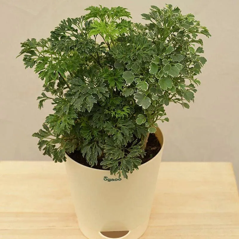 Ugaoo Aralia And Variegated Mini Live Plant
