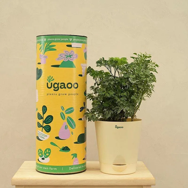 Ugaoo Aralia And Variegated Mini Live Plant