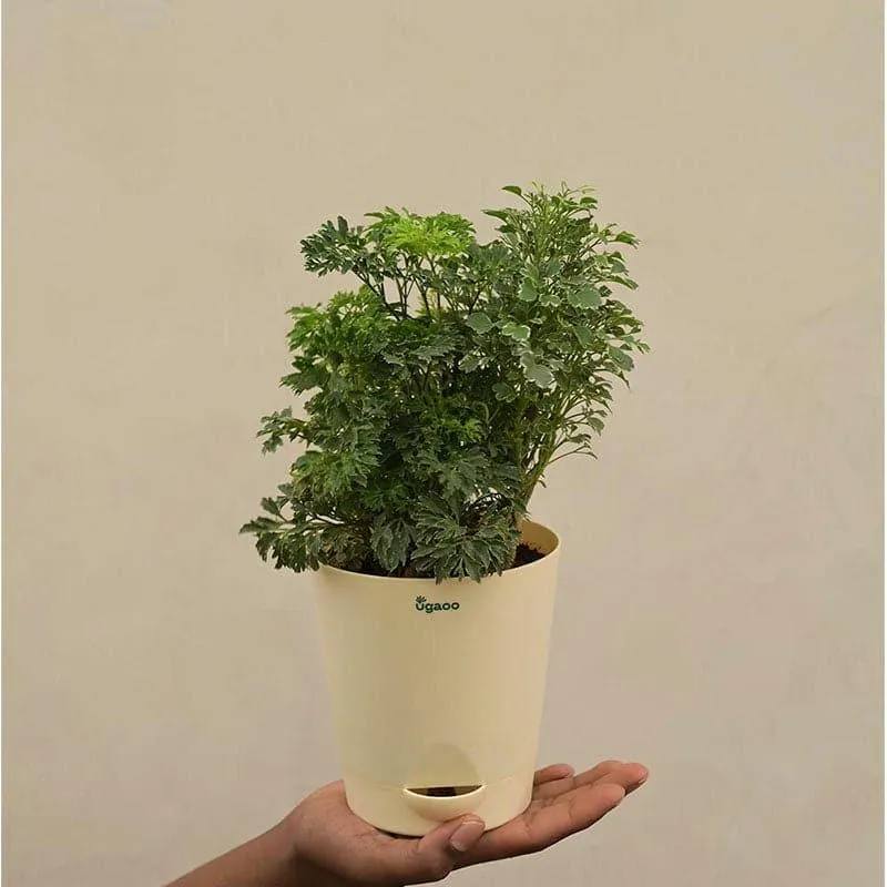Ugaoo Aralia And Variegated Mini Live Plant