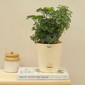 Ugaoo Aralia And Variegated Mini Live Plant