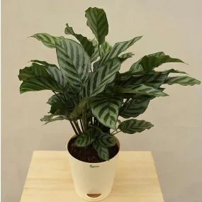 Ugaoo Calathea Freddie Natural Live Indoor Plant - Medium