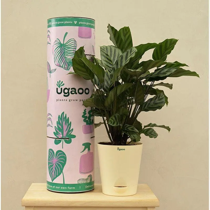 Ugaoo Calathea Freddie Natural Live Indoor Plant - Medium