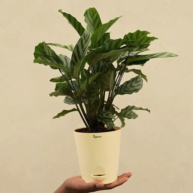 Ugaoo Calathea Freddie Natural Live Indoor Plant - Medium