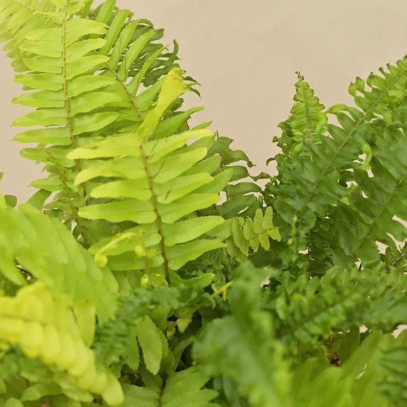 Ugaoo Fern Mini Live Plant