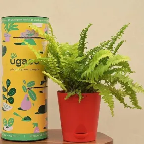 Ugaoo Fern Mini Live Plant