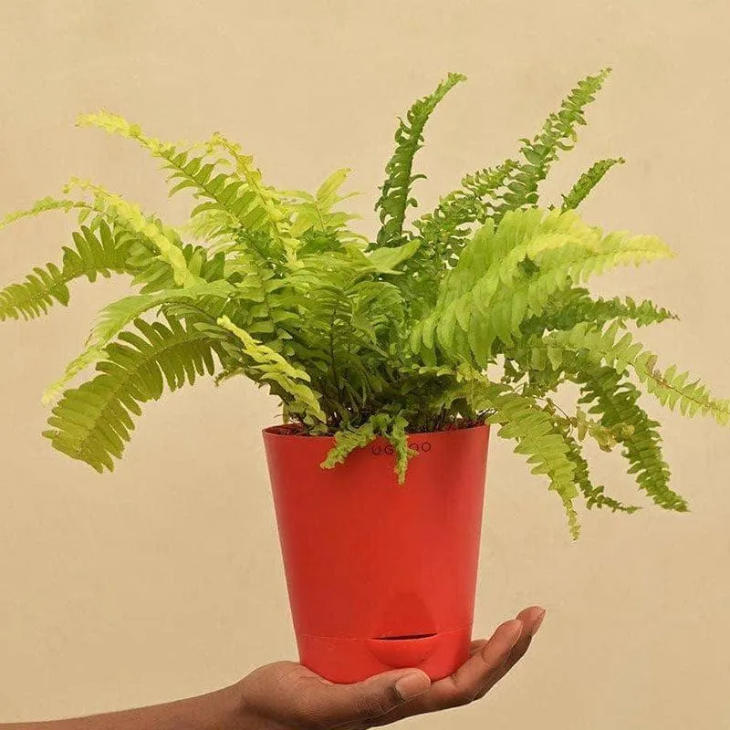 Ugaoo Fern Mini Live Plant